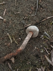 Tulostoma