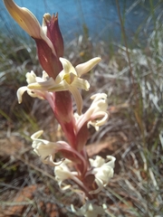 Satyrium stenopetalum