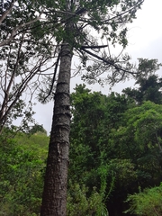Araucaria columnaris