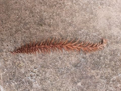 Araucaria columnaris