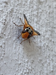 Amphitropesa elegans