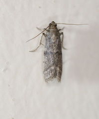 Cadra reniformis