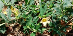 Sida rhombifolia insularis