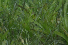Cymodoceaceae