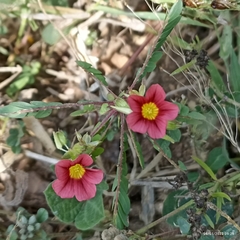 Biophytum poterioides