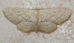 Scopula hypochra