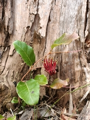 Grevillea laurifolia