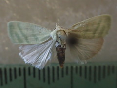 Earias paralella