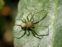 Bijoaraneus postilena