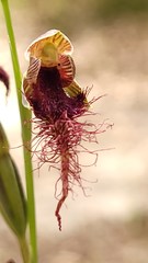Calochilus gracillimus