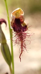 Calochilus gracillimus