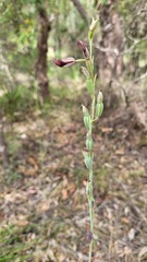 Calochilus gracillimus