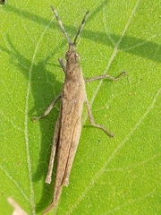 Pyrgomorpha conica
