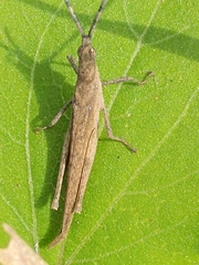 Pyrgomorpha conica