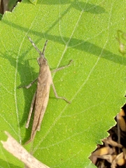 Pyrgomorpha conica