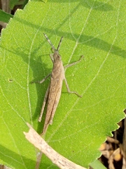 Pyrgomorpha conica
