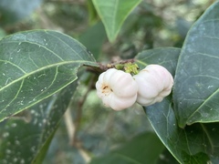 Glochidion harveyanum