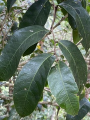Glochidion harveyanum