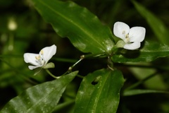 Aneilema biflorum