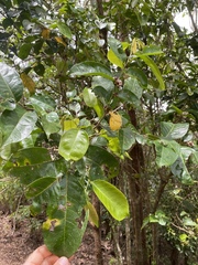 Glochidion harveyanum