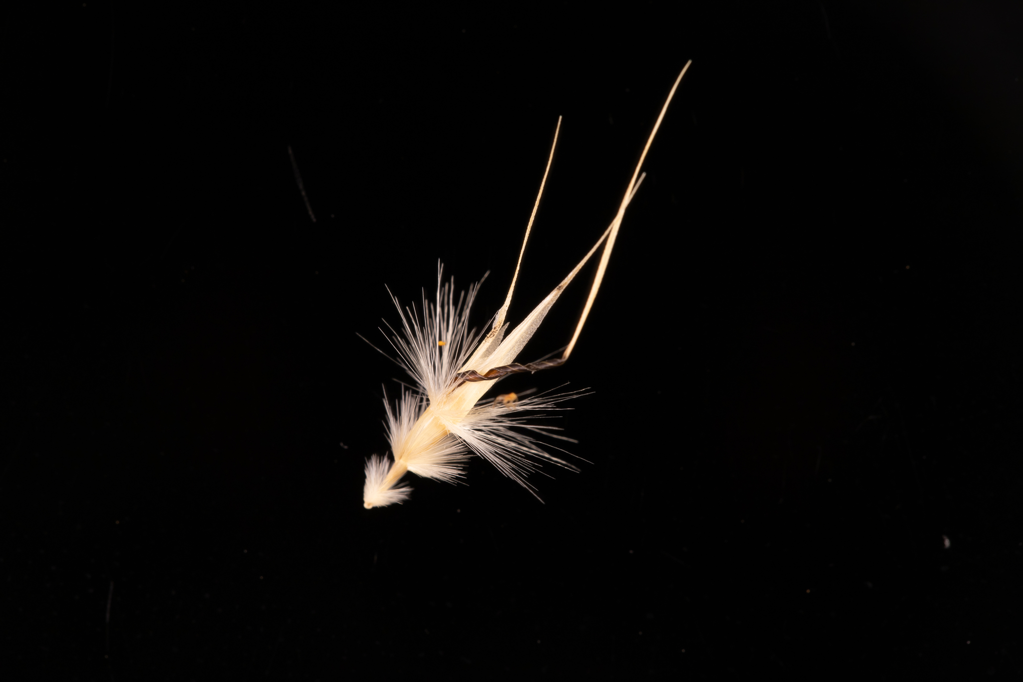 Rytidosperma caespitosum