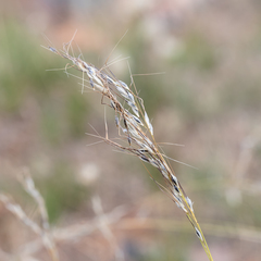 Austrostipa setacea