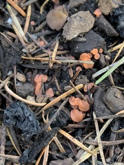 Pulvinula archeri