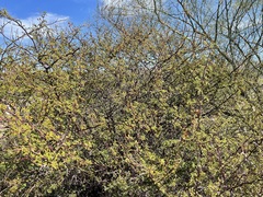 Erythrostemon placidus