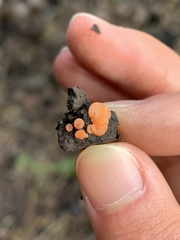 Pulvinula archeri