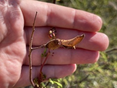 Erythrostemon placidus
