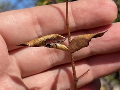Erythrostemon placidus