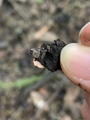 Pulvinula archeri