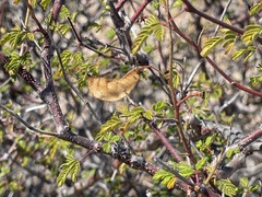 Erythrostemon placidus