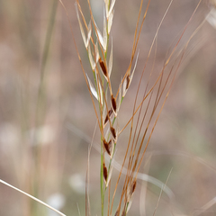 Austrostipa eremophila