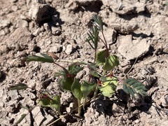 Erythrostemon placidus