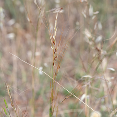 Austrostipa eremophila