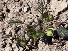 Erythrostemon placidus