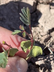 Erythrostemon placidus