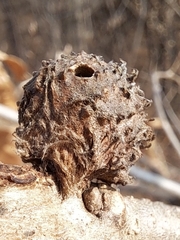 Trichagalma serratae