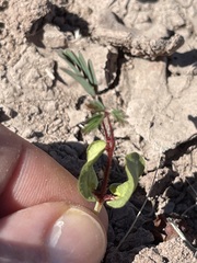 Erythrostemon placidus