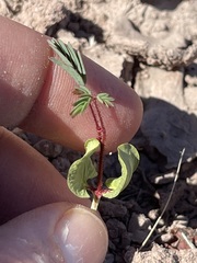 Erythrostemon placidus