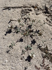 Drymaria holosteoides