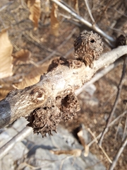 Trichagalma serratae