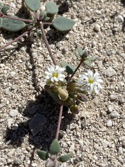 Drymaria holosteoides