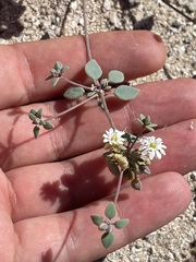 Drymaria holosteoides