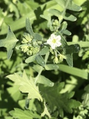 Pholistoma membranaceum