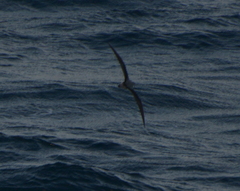 Pterodroma nigripennis