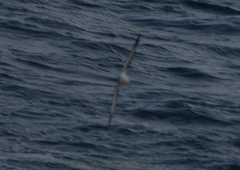 Pterodroma nigripennis