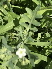 Pholistoma membranaceum