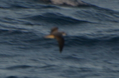 Pterodroma nigripennis